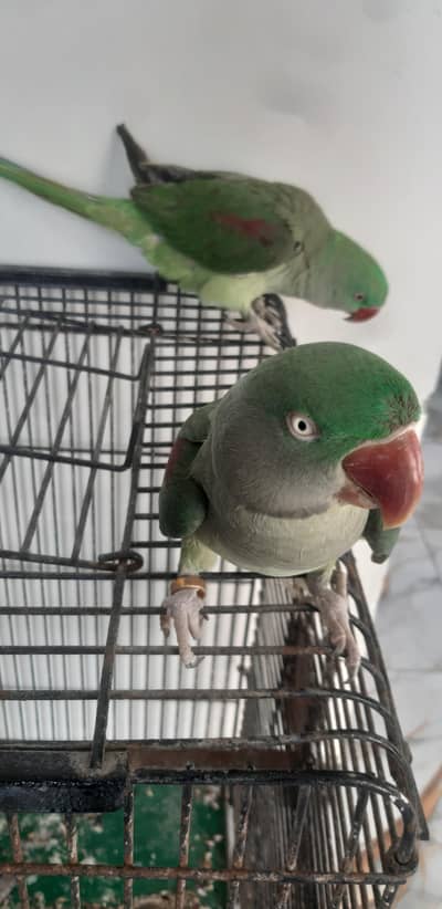Rew parrot Breed Female hand tame talking