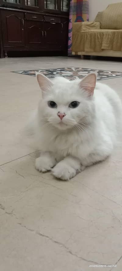Blue Eye, Pure White Persian Female Cat