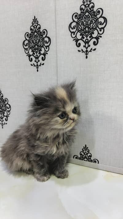 persian kitten triple coated