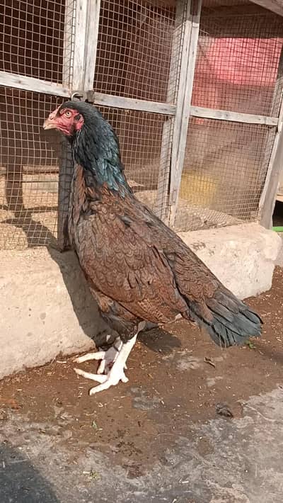 khajoori madi (old blood)