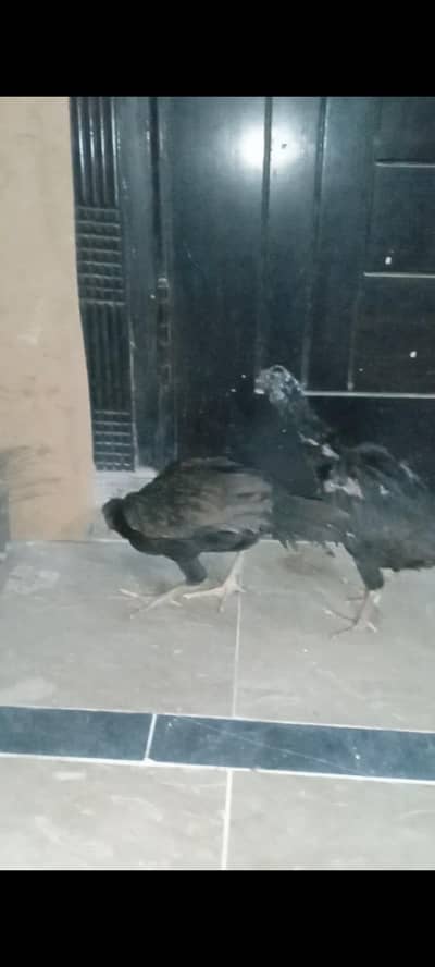 aseel hens for sale