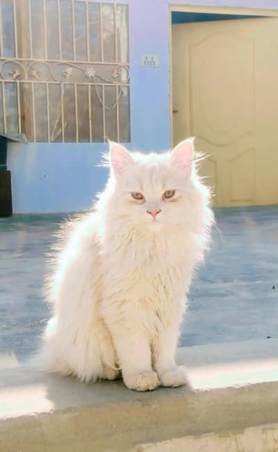 Pure Persian punch face kittens for sale.