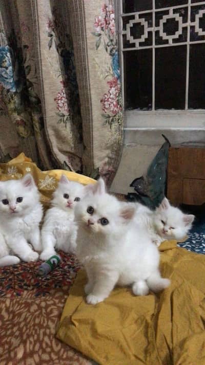 kittens for sale