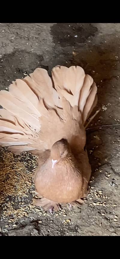 American faintail breeder Female 03115733578 whats