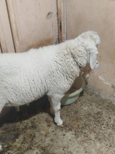 2 danth gulabi dumba