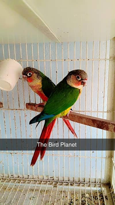 conure parrot beautiful pair