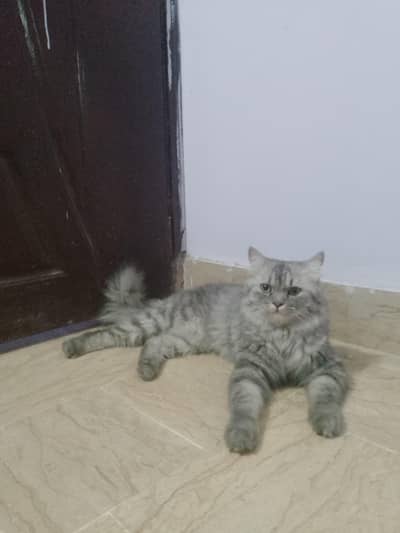 Persian Male Cat