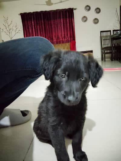 black labardor puppy for sale