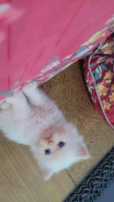 pure Persian kittens