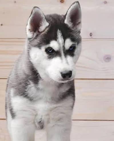 0/3/1/7/7/7/4/2/4/7/9 Whats up number