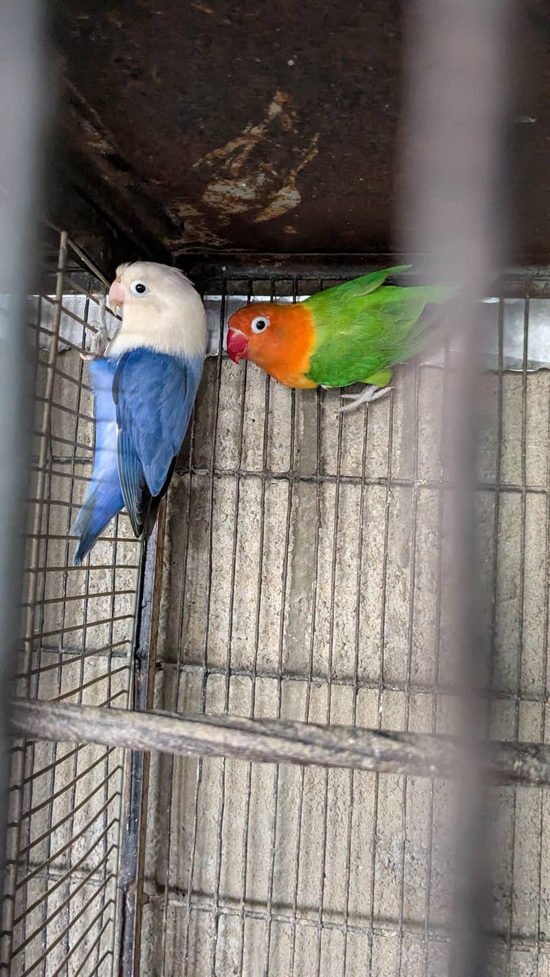 Opline Breader pair 0