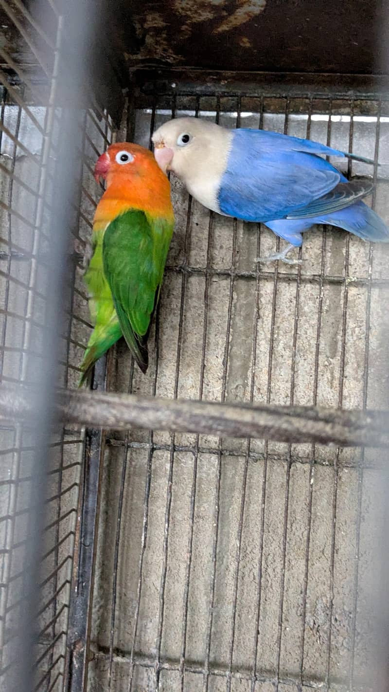 Opline Breader pair 1