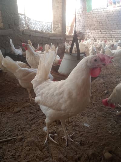 leghorn hens ( layer murgi )