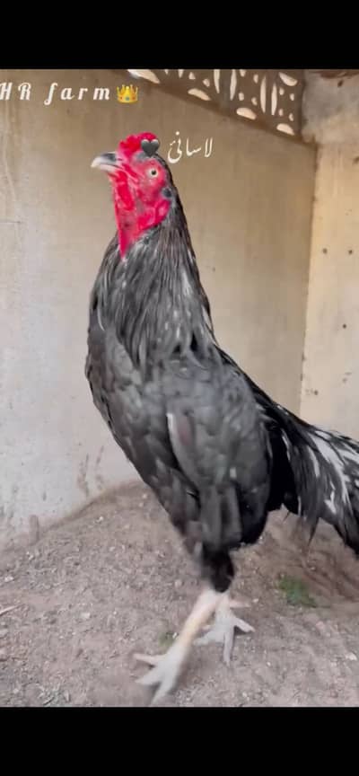 Quality Lassani male