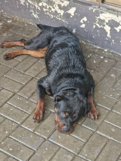 pregnant female urgent  for sale