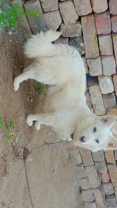 White Russian beauty Male Dog 8 Month age