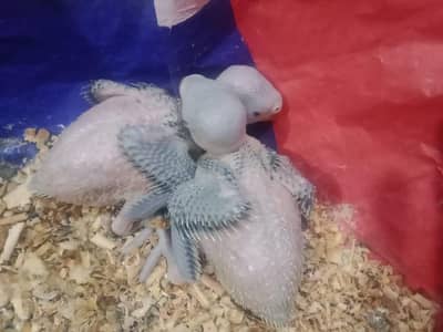 green parrot |parrots |  Green chicks