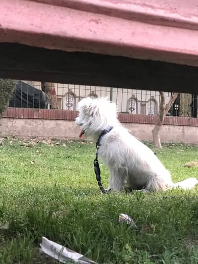 russian puddle beautiful dog
