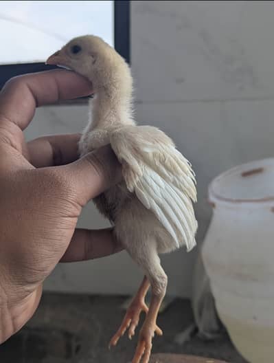 Paper white heera chicks long height white nuk naali guranteed