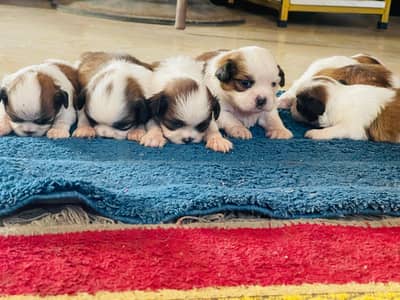 Top Quality Shihtzu Puppies  For Reservation