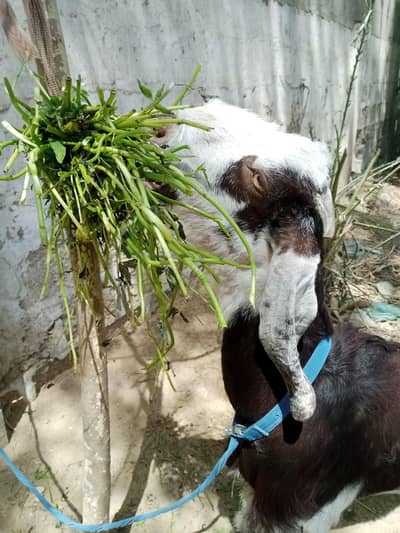 panjab nasal bakri with 1 female kid  totta face