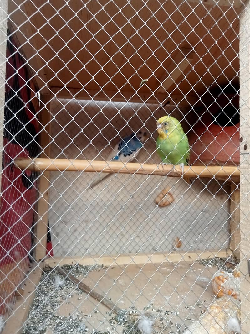 breader pair with Cage 1