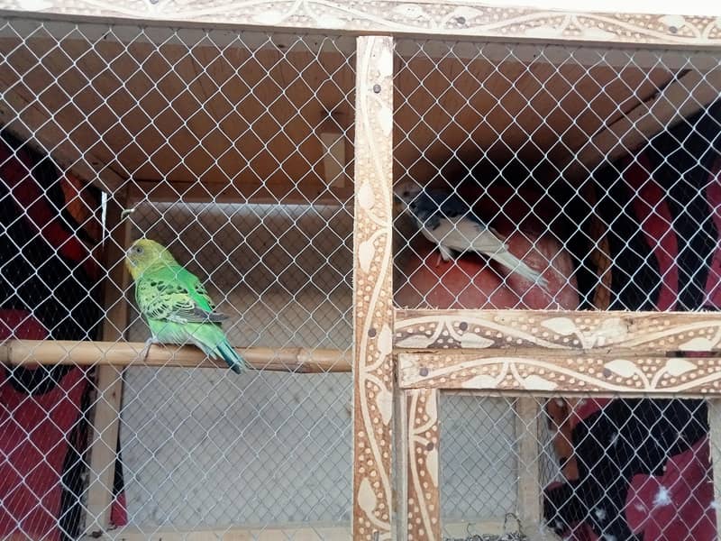 breader pair with Cage 2