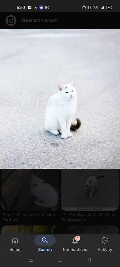 Ek normal Billi Jo Ghar ki Pali hui h nafasat pasnd jis ko chahye cont