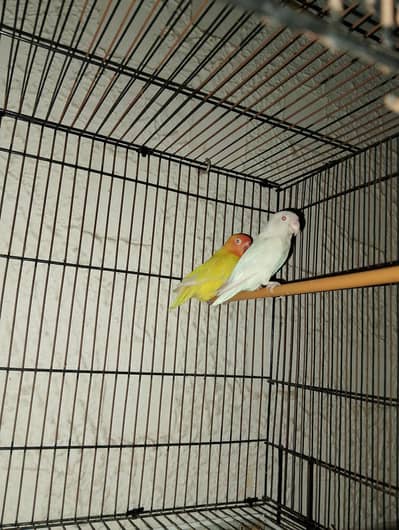 2 female: 1 Albino red eye female and 1 yellow Latino