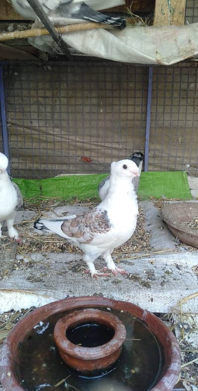 Jarman tai kabootar. RS3500. what's up nmbr. 03100087368