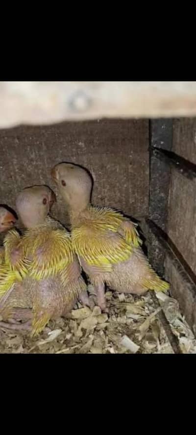 Yellow ringneck Chick