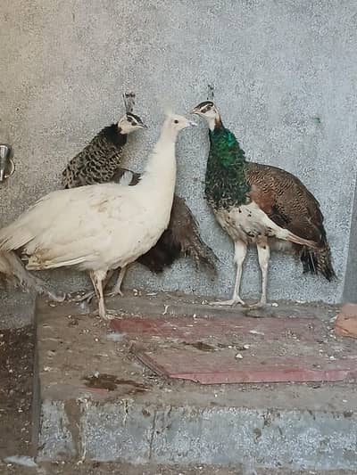 blu shoulder white peacock