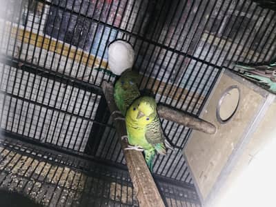 black face male black wing female