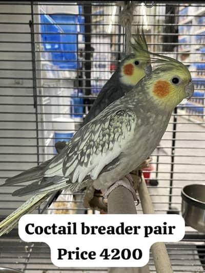 Hair straightener from Dubai