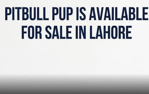 Pitbull male and female puppies