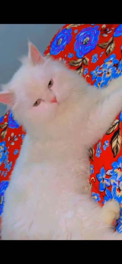 Persian cute kitten all things traine urgent sale need money