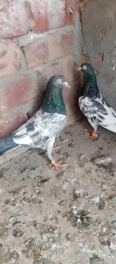 Royal Teddy Pair For Sale , Breeder Teddy male For Sale