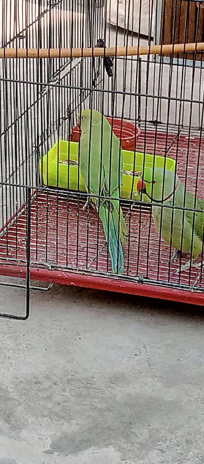 Rngnck Breeder Pair (Kahtha)