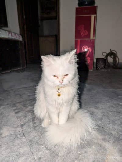 Elegant White Persian Cat