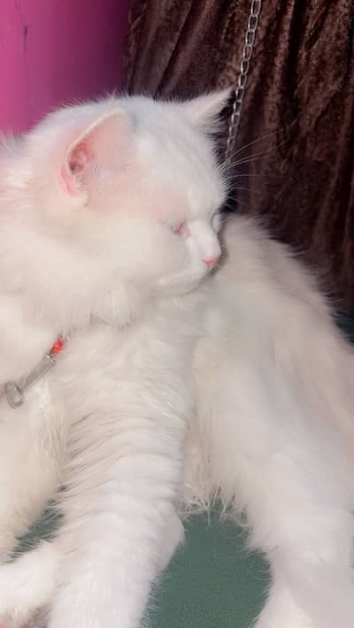 Persian Cat for sell