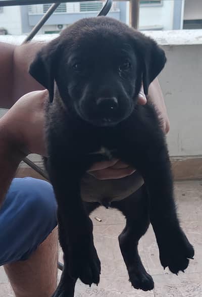 Black labra pups