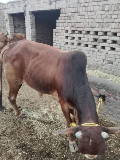 Available for Qurbani