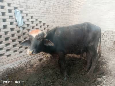 For sale demand 1.80 lacs