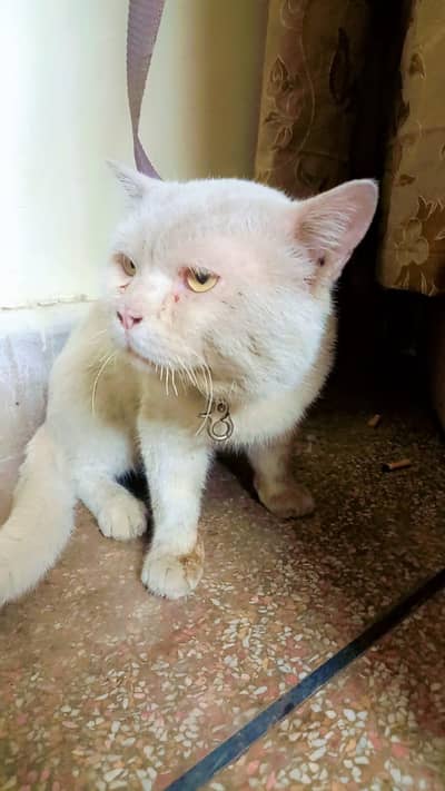 PERSIAN WHITE CAT