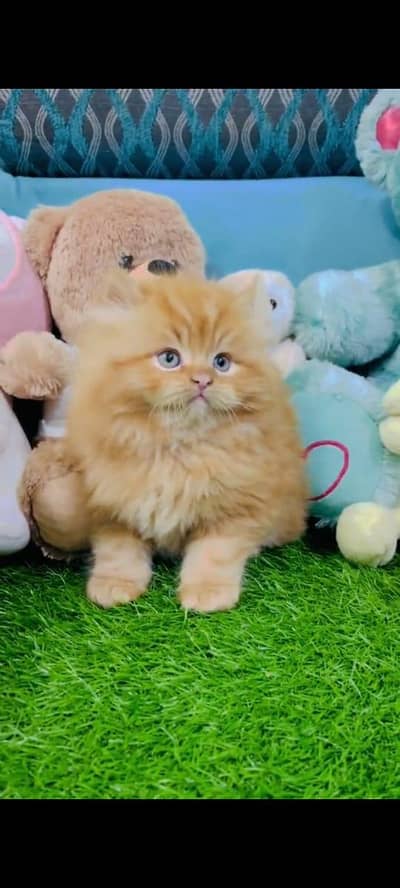 pure persian cats vaccinated triple coated WhatsApp 03317823482