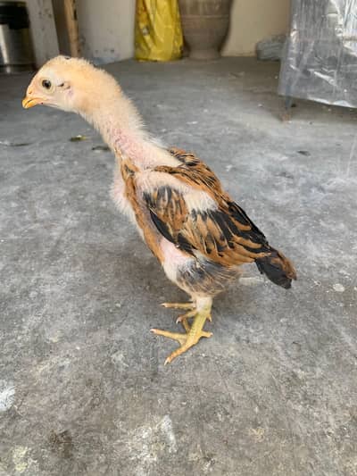 Japanese pakoye || Pakoye trad  || Burmi || Panus pakoye
