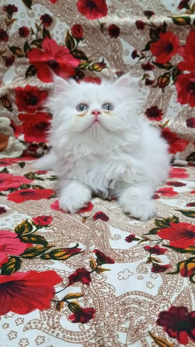 tetra coated male kitten  03051567711