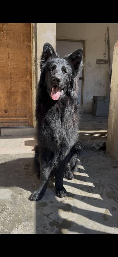 Black German shepherd