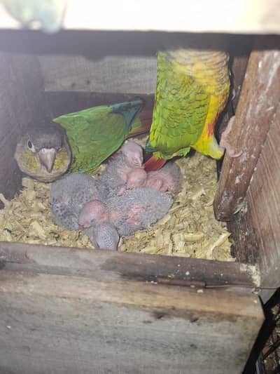 Pinapple cnore red factor 3 chicks