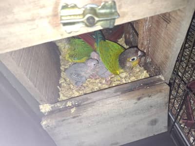 Pinapple cnore red factor 3 chicks